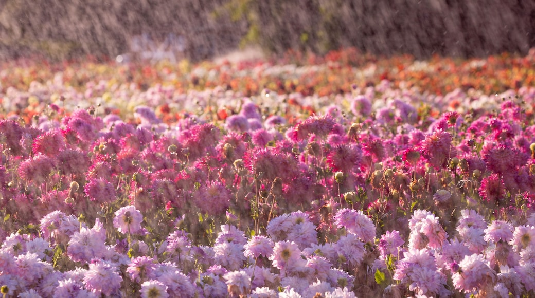 USA, Oregon, Wilsonville, dahlia field with water coming down like rain showers as they water the plants