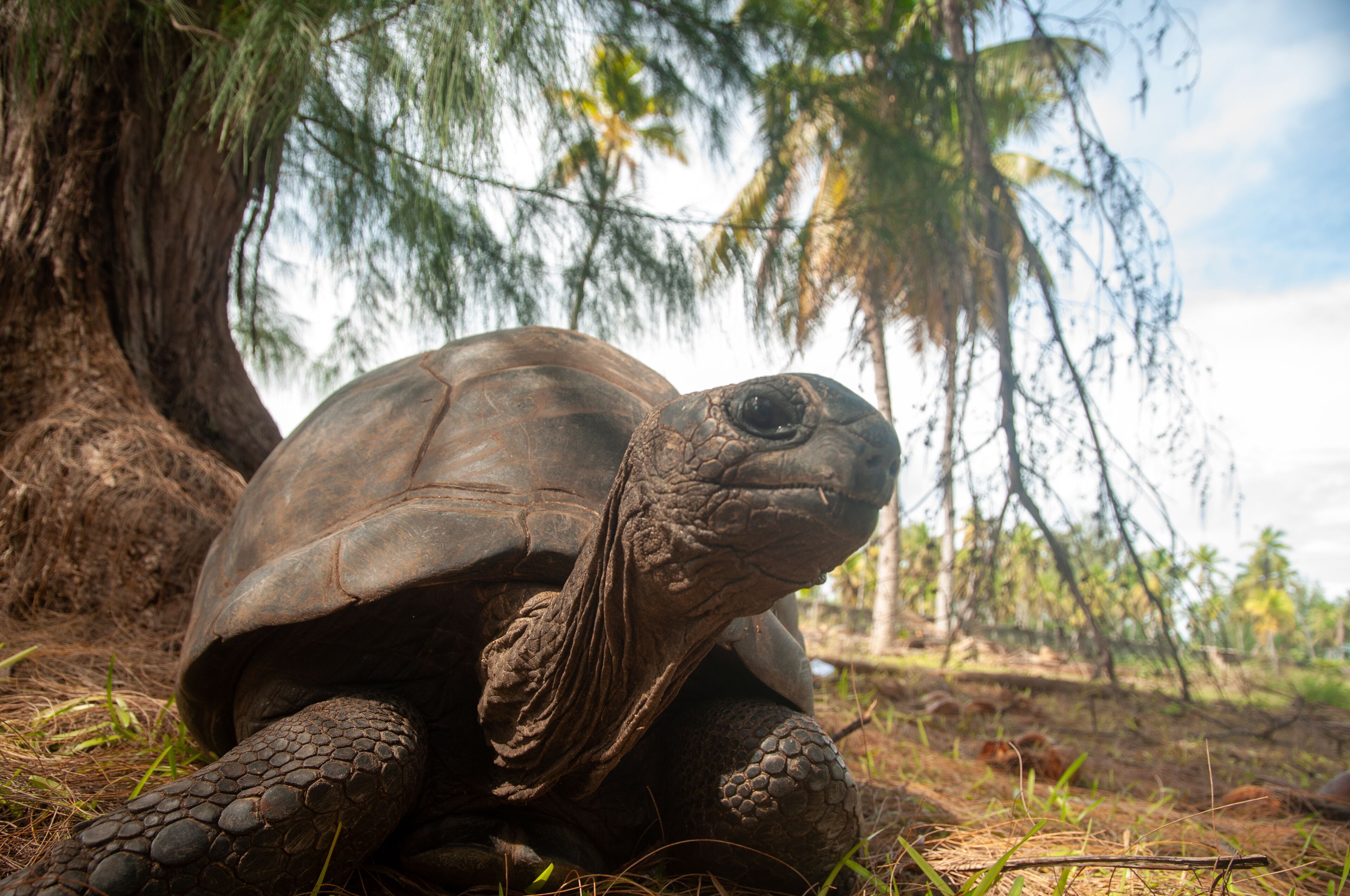 Seychelles giant tortoise (Aldabrachelys gigantea hololissa). Desroches Island, Seychelles