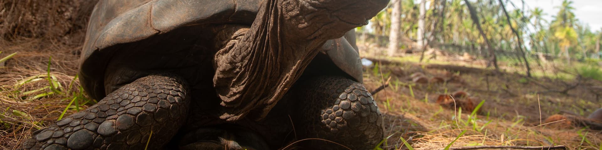Seychelles giant tortoise (Aldabrachelys gigantea hololissa). Desroches Island, Seychelles