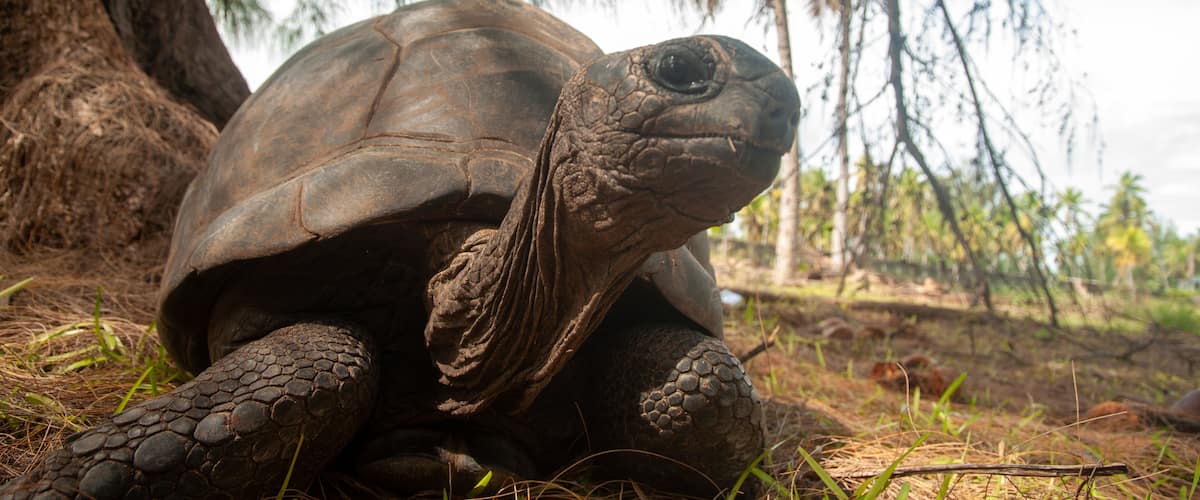 A tortoise in a natural setting with trees and grass.
