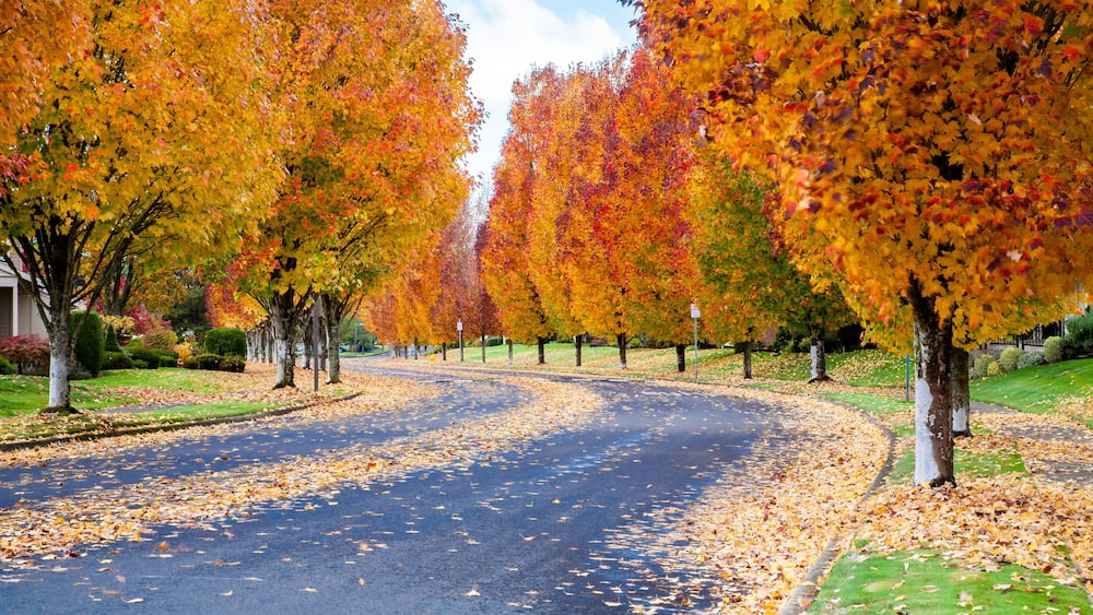 Maple trees showing fall colors on a street in south west Portland, Oregon