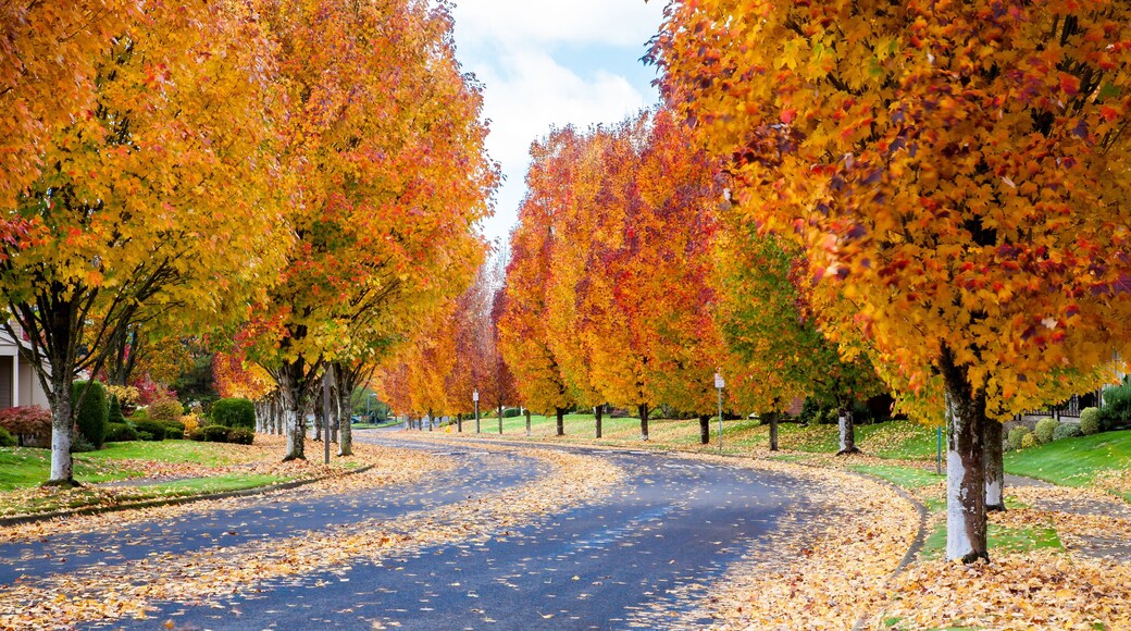 Maple trees showing fall colors on a street in south west Portland, Oregon