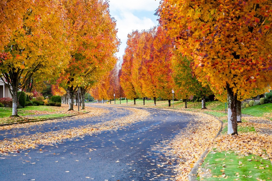 Maple trees showing fall colors on a street in south west Portland, Oregon