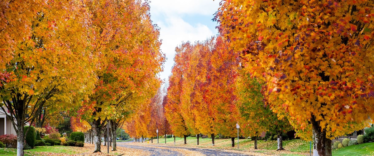 Maple trees showing fall colors on a street in south west Portland, Oregon
