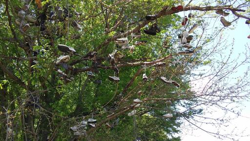 Shoe Tree , Along the Ohio river in Troy Indiana ;)