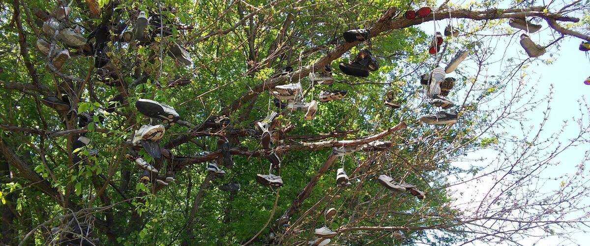 A tree with numerous shoes hanging from its branches.