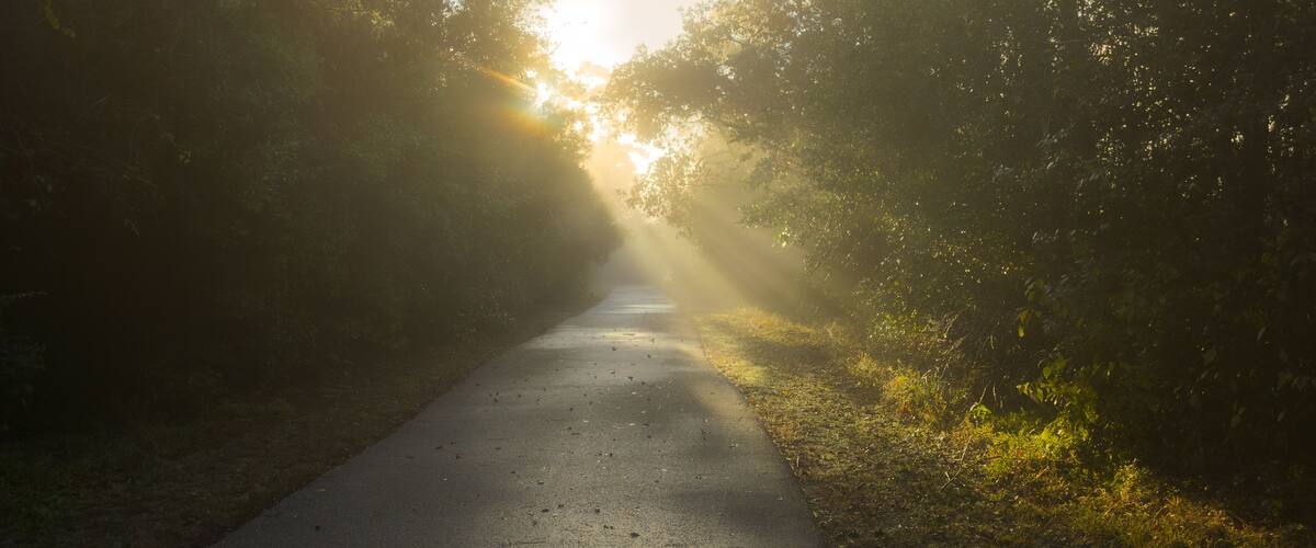 A paved path flanked by dense foliage with sunlight filtering through the trees.