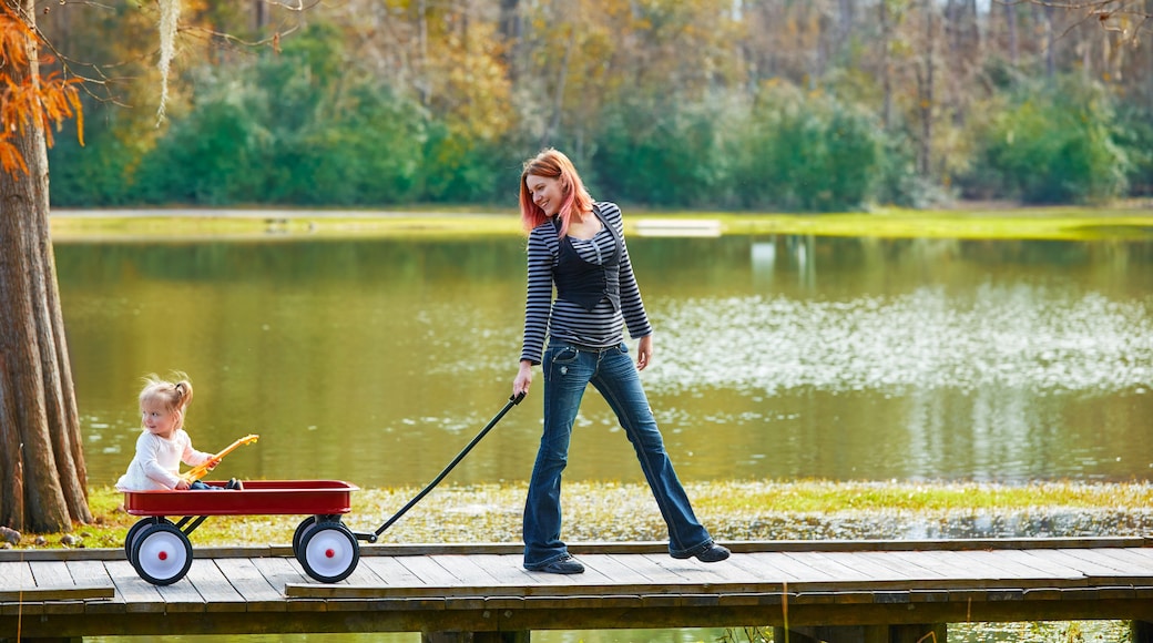 ทอมบอลล์