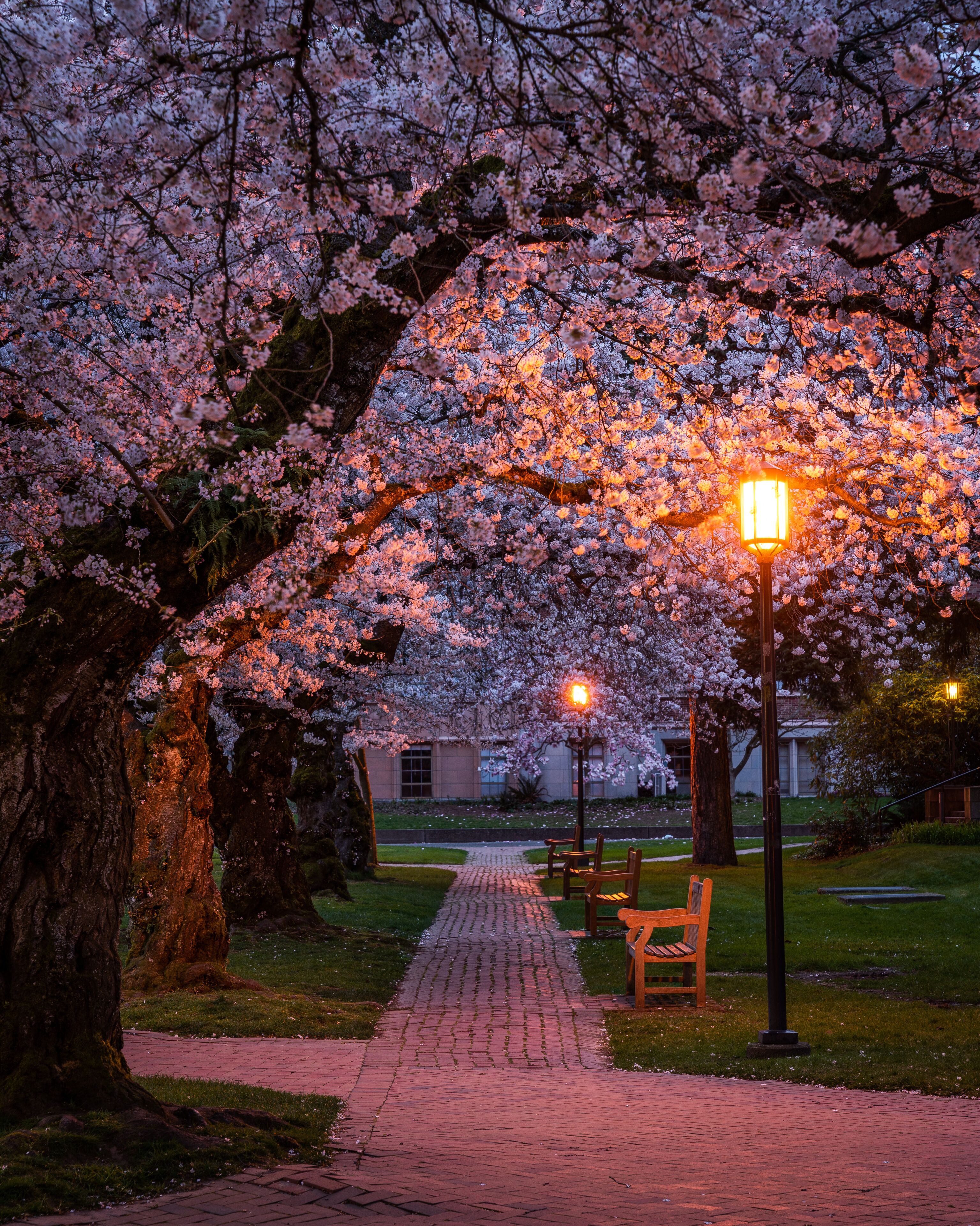Cherry blossoms at the University of Washington