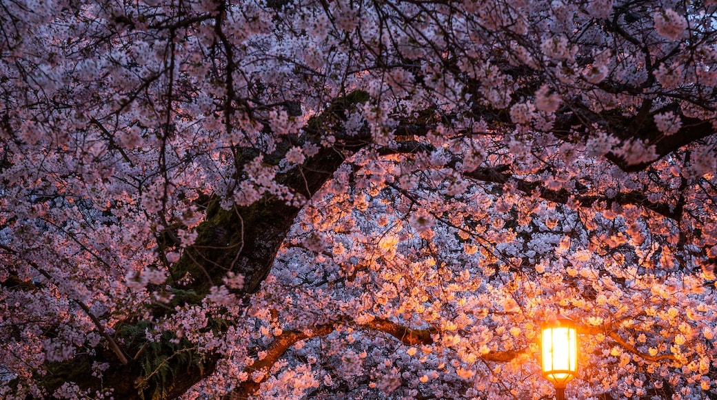 Cherry blossoms at the University of Washington