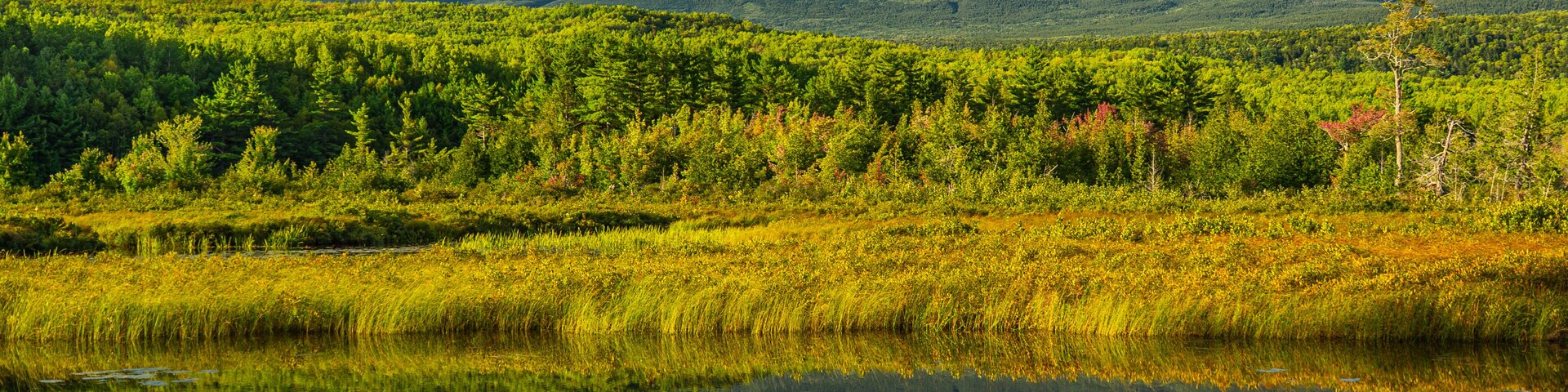 Uma montanha, um lago e uma floresta.